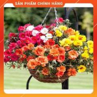Hạt hoa mười giờ mỹ mix gói 30 hạt