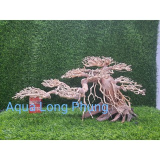 Lũa Bonsai hồ cá dáng Nghiên  N60cm,C30cm.