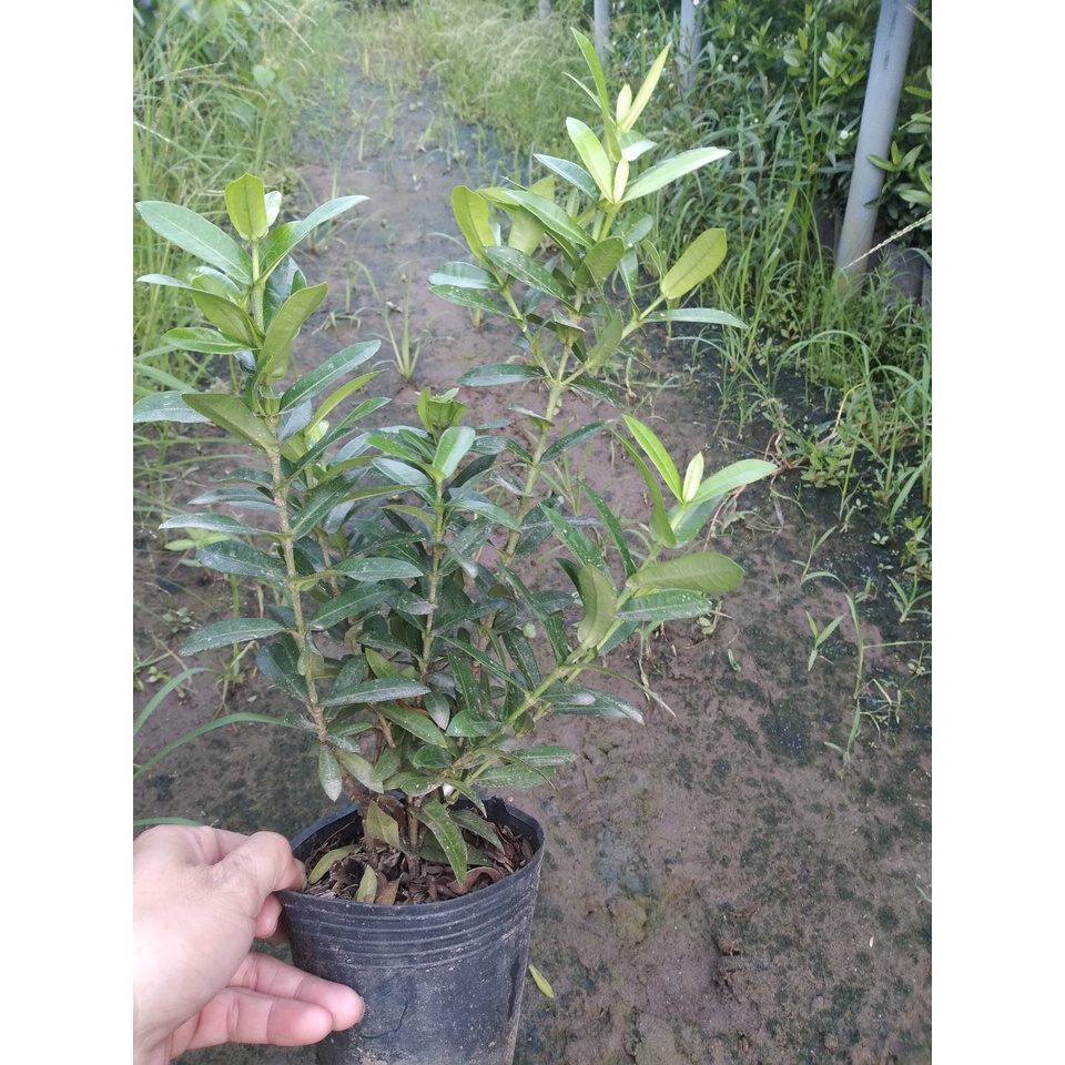 Mẫu đơn ngũ sắc - cây cảnh để bàn - caykiengsadec