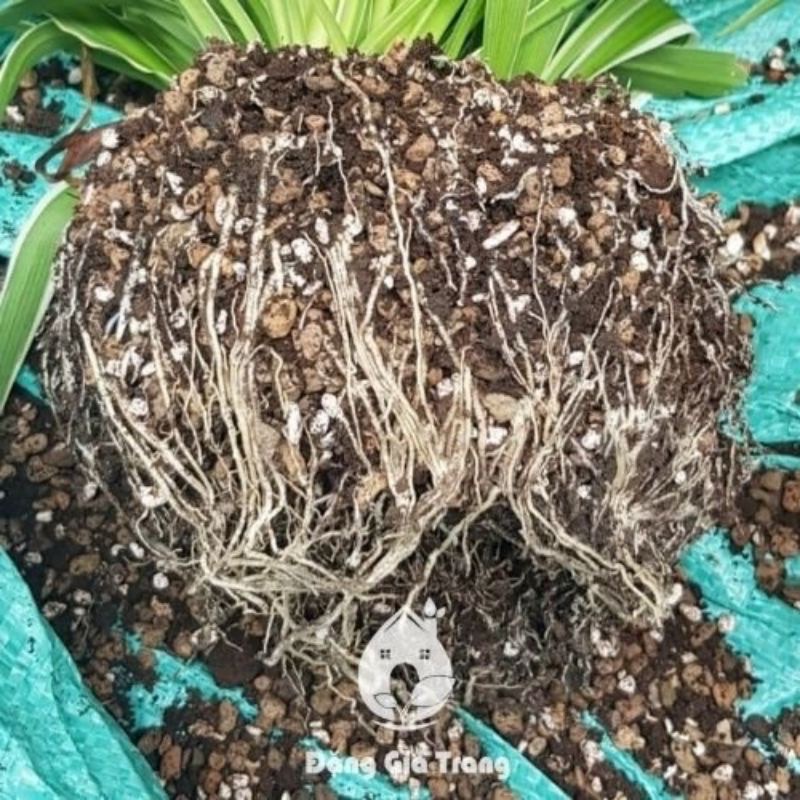 Giá thể trồng kiểng lá 17dm  - Đặng gia trang - sfram