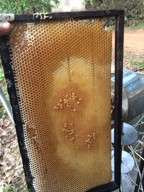 mật ong hoa tràm nguyên chất
