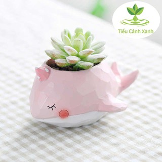 Chậu cá voi hồng mũm mĩm