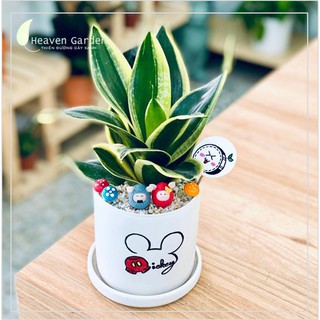 Cây Lưỡi Hổ Chậu Men Trụ Vẽ kèm tiểu cảnh