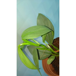 Trầu bà kiếm bạc