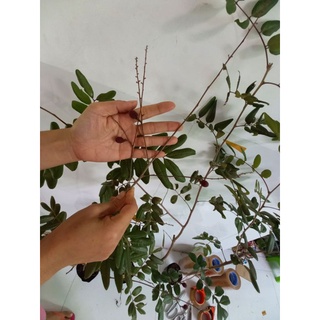 nhãn xuồng tím mau cho trái