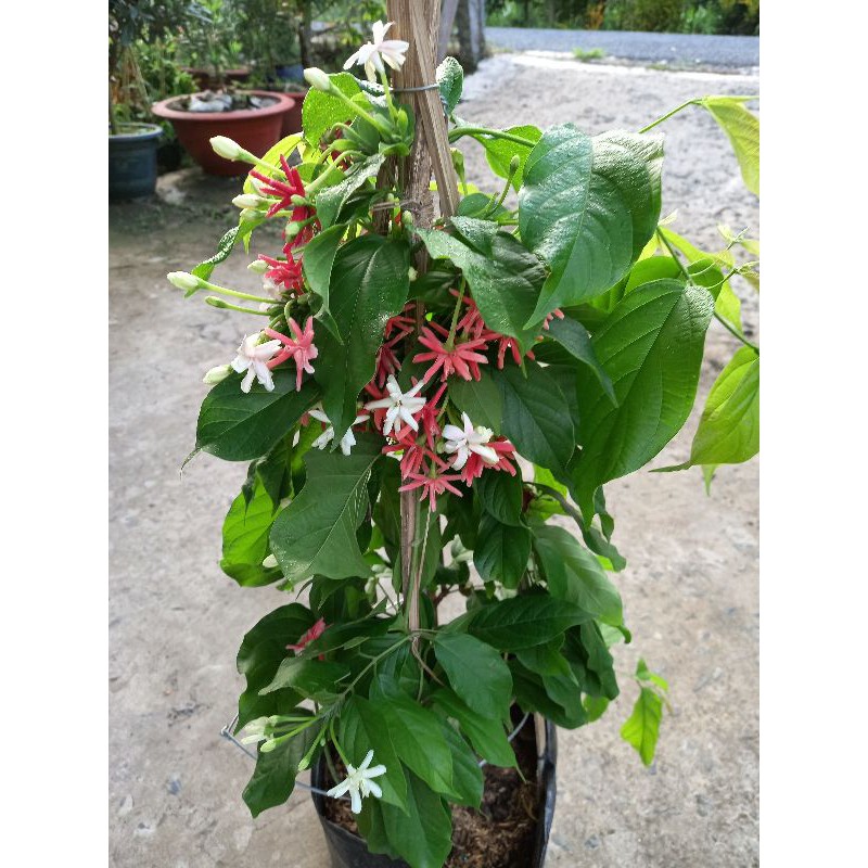 🌷🌿Hoa Trang Leo🌷🌿