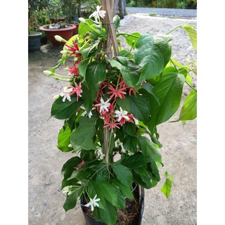 🌷🌿Hoa Trang Leo🌷🌿