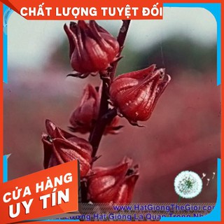 10h Hạt Giống Atiso Đỏ Bụp Giấm (Hibiscus sabdariffa L)