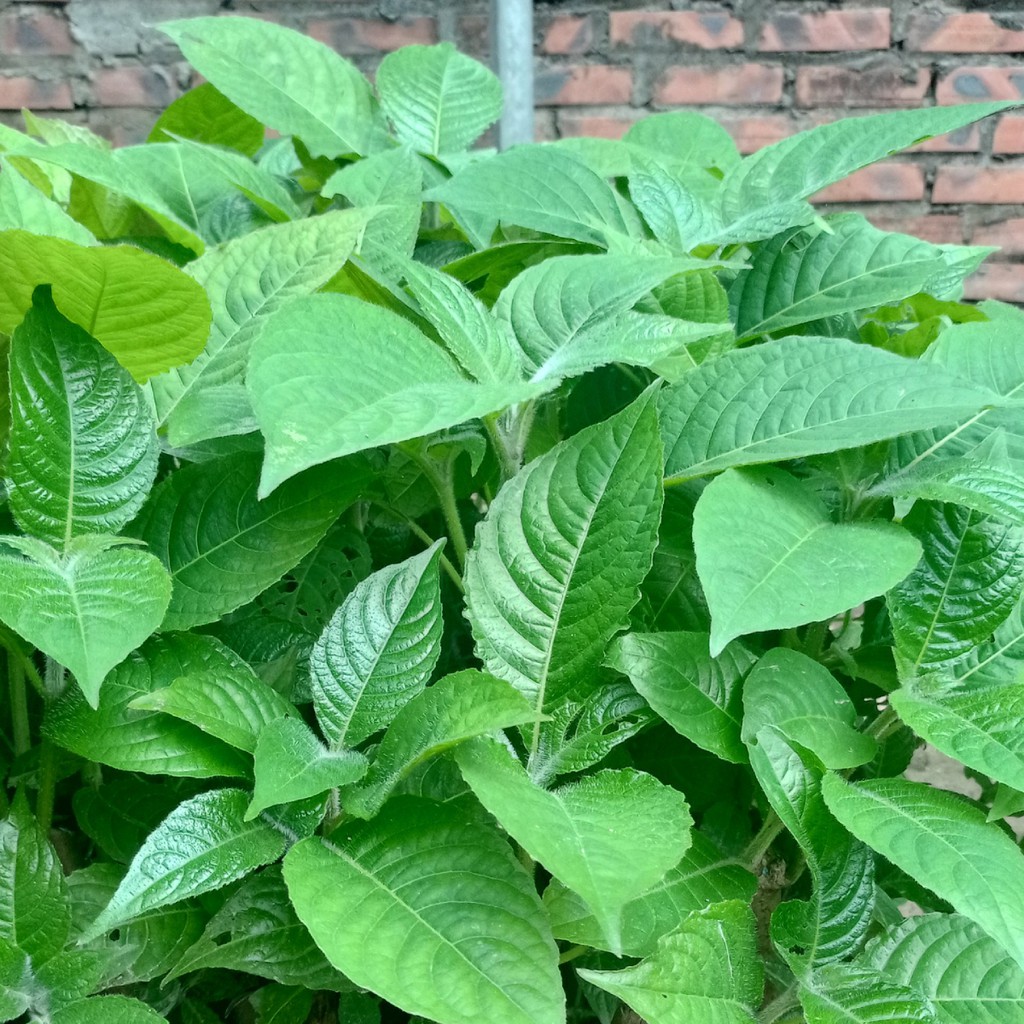 🌿 Bầu giống chè khổng lồ theo Combo làm thức ăn vô cùng tốt cho sức khỏe gia súc
