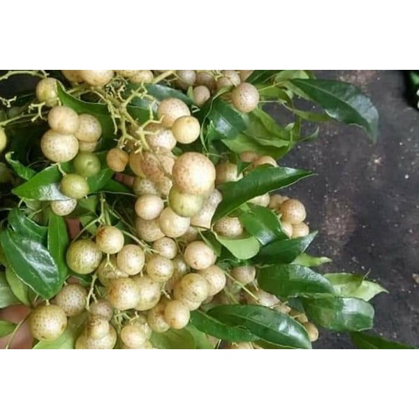 Quả Mắc Mật Tươi Ngâm - Đặc Sản Đông Bắc, Quả Mác Mật, Móc Mật Lạng Sơn, Kho, Nướng Thịt, Cá, Vịt, Muối Măng Ớt