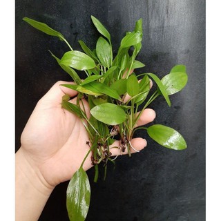 cây thủy sinh Lan nước - 5pcs