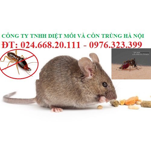 Thuốc diệt chuột Storm 1kg(300viên) rẻ nhất shopee