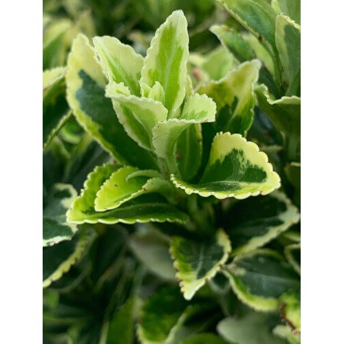 Cây Euonymus japonicus ‘Golden Rocket’ (Đông Thanh Vệ Mâu) chậu nhựa