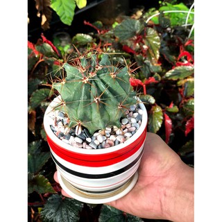Chậu sứ Xương Rồng Nanh Heo