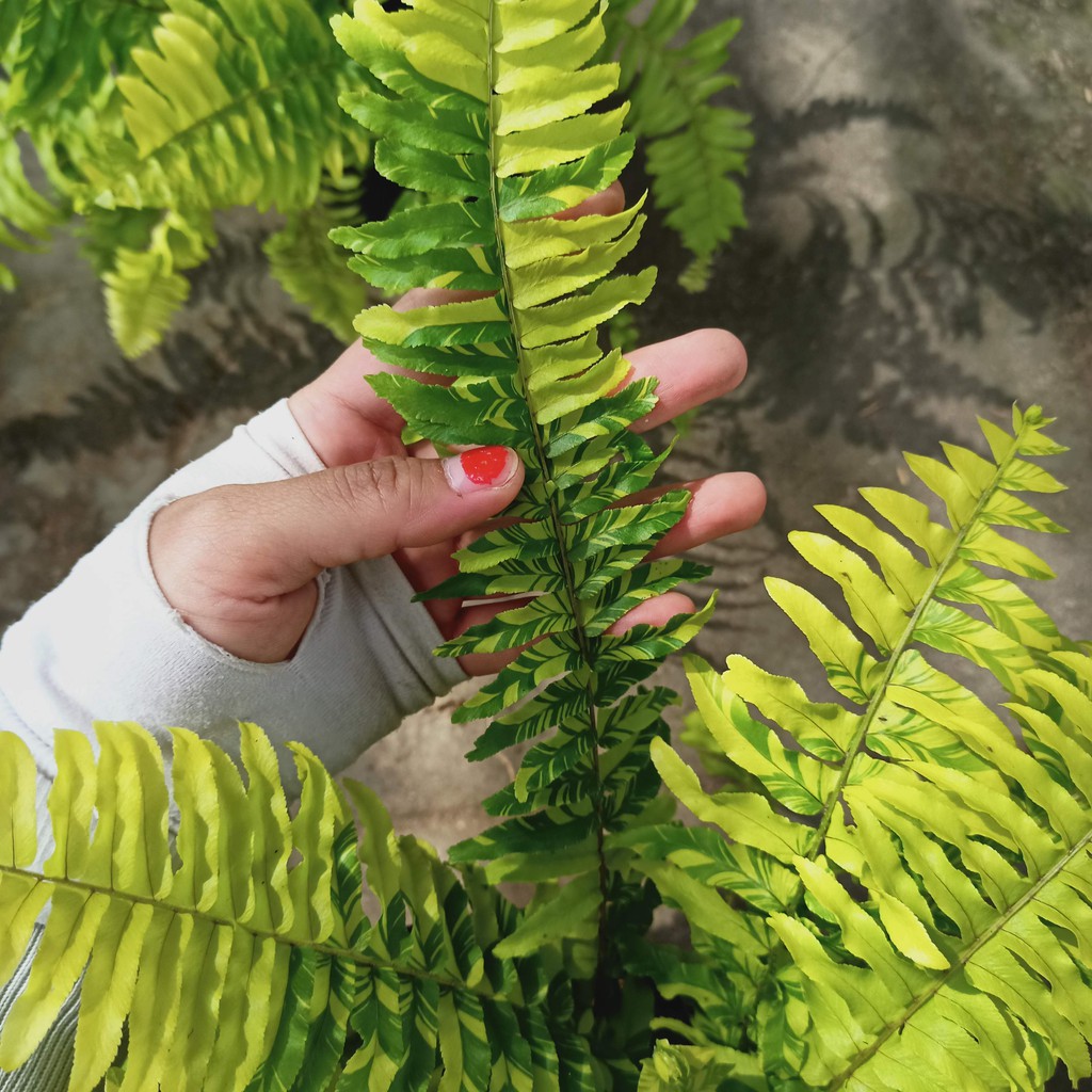Chậu cây dương xỉ cẩm thạch - Summer Garden