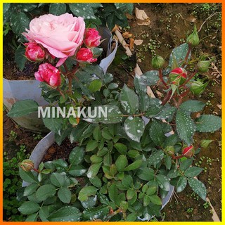 Hoa hồng ngoại Rubi Kim Cương Rose cực Hot - MinaKun Shop