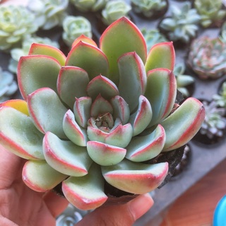 sen đá ếch lửa đỏ