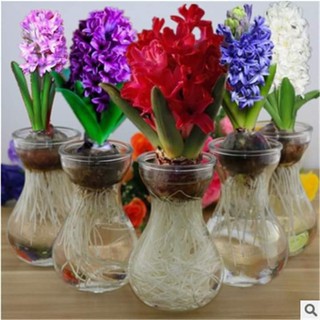 Bình thủy tinh cắm hoa, trồng cây/lọ tiên ông miệng loe