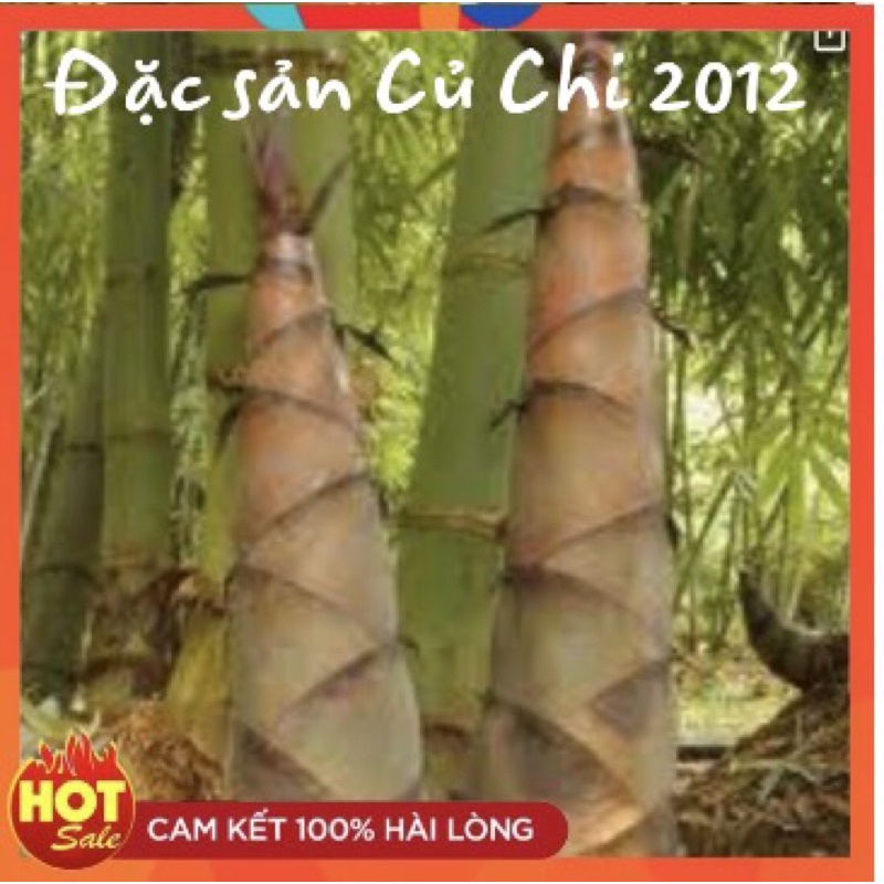 [Nhà trồng] Măng Lục Trúc 1kg