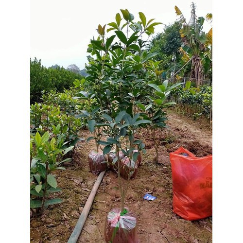 Cây mộc hương, cây mộc,  quế hoa cao 1m