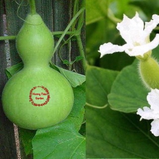 Hạt Giống Bầu Hồ Lô 1gr