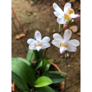 Hoa Lan Hồ Điệp Rừng(2 cây)