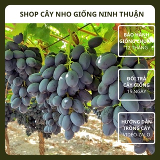 Cây Nho Hạ Đen Giống Dâm Hom