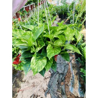 Trầu bà ( vạn niên thanh) cây bao đẹp