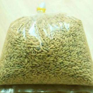 2kg Lúa tiêu dùng cho gà, chim cảnh