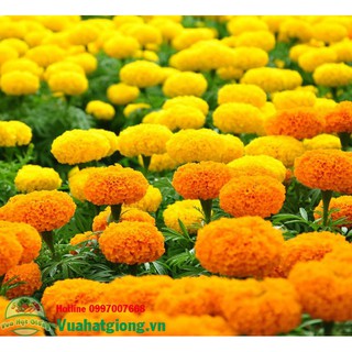 Hạt giống Hoa cúc vạn tho -  Rau củ quả trồng tại vườn, sân thượng, nông trang, ban công