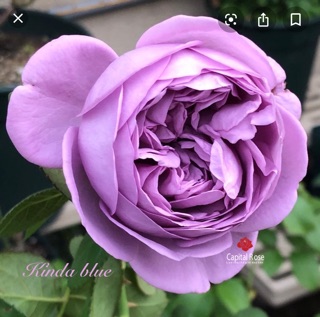 Cây giống hoa hồng