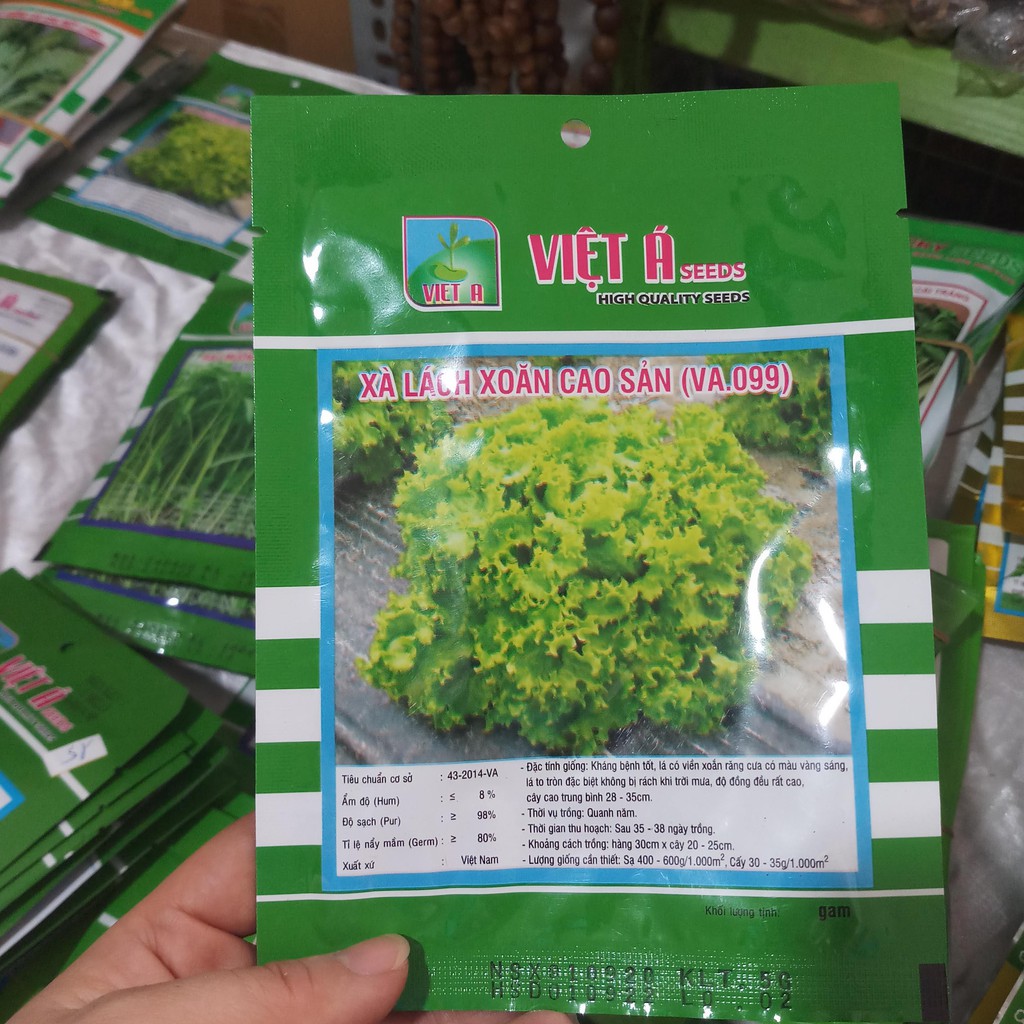 Hạt giống rau xà lách xoăn cao sản Việt Á, cho tỉ lệ nảy mầm cao, cây đẹp, dễ trồng