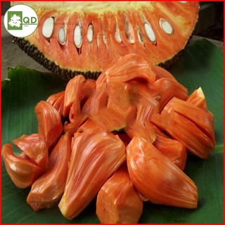 Cây giống Mít ruột đỏ