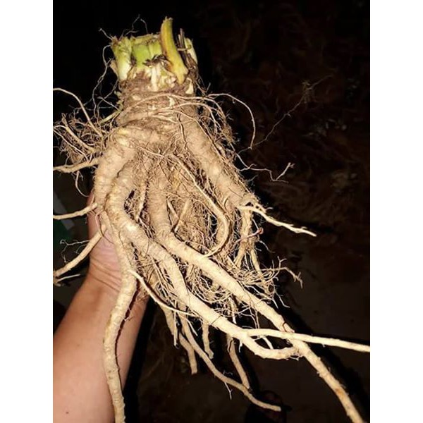 Sâm đương quy tươi 1kg