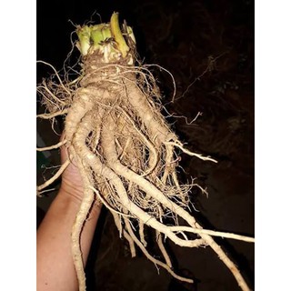 Sâm đương quy tươi 1kg