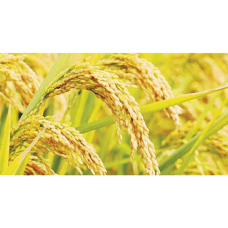 Hạt giống lúa lứt tẻ thơm, lúa lứt Séng cù gói 1kg