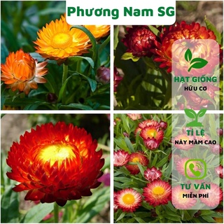 Hạt giống hoa bất tử Phương Nam 100H