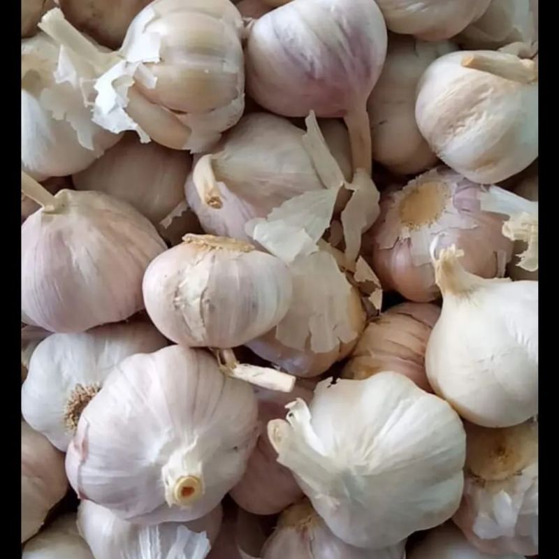 Tỏi tím tép to túi lưới 1 kg