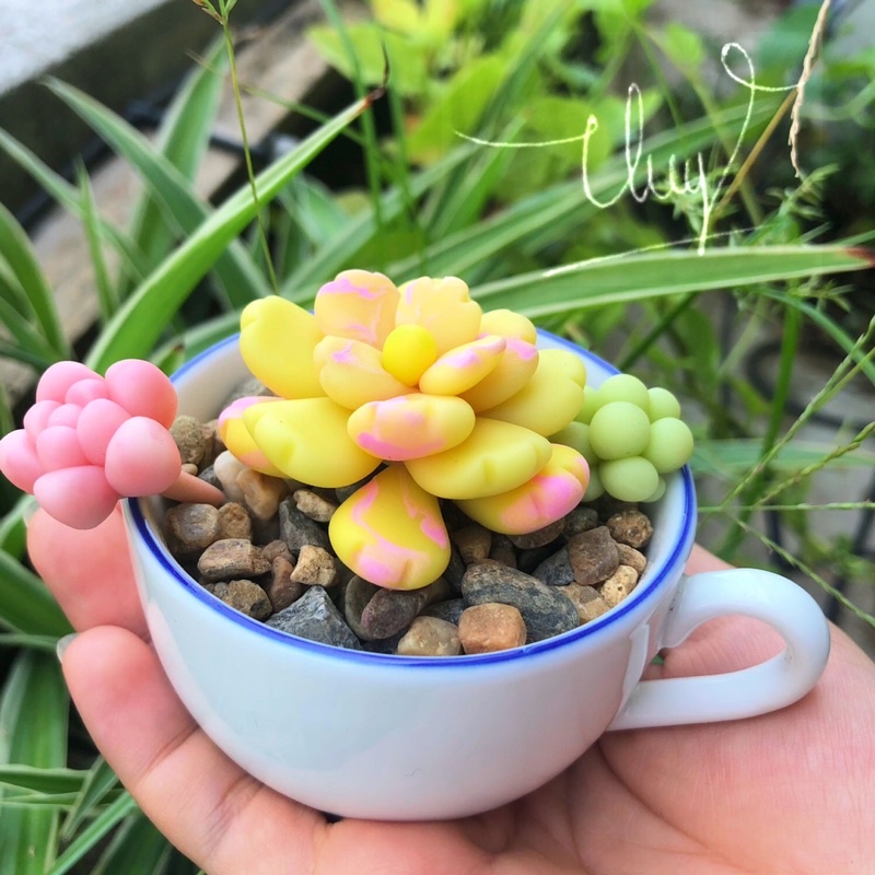 SEN ĐÁ ĐẤT SÉT/Quà Tặng Dễ Thương