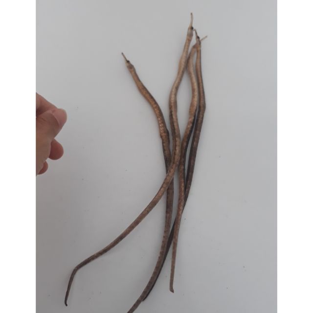 1 cặp hải long thuôn. hải long dài. Đồ ngâm rựu