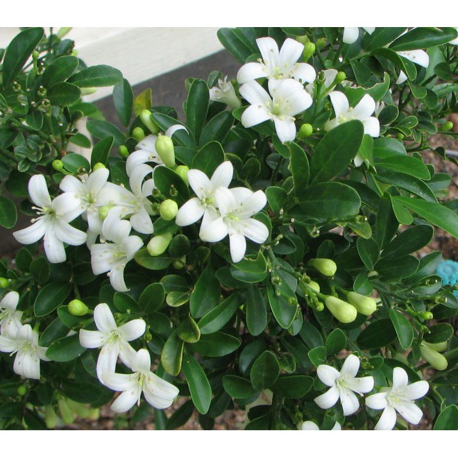 Caykiengsadec - Cây Nguyệt Quế hoa thơm - Cây cảnh sân vườn