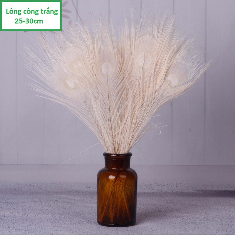 10 Lông công Trắng Ấn Độ 25-30cm – Mắt vừa tự nhiên 100% | BigBuy360 - bigbuy360.vn