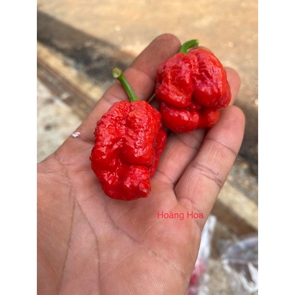 Hạt ớt Hurt berry