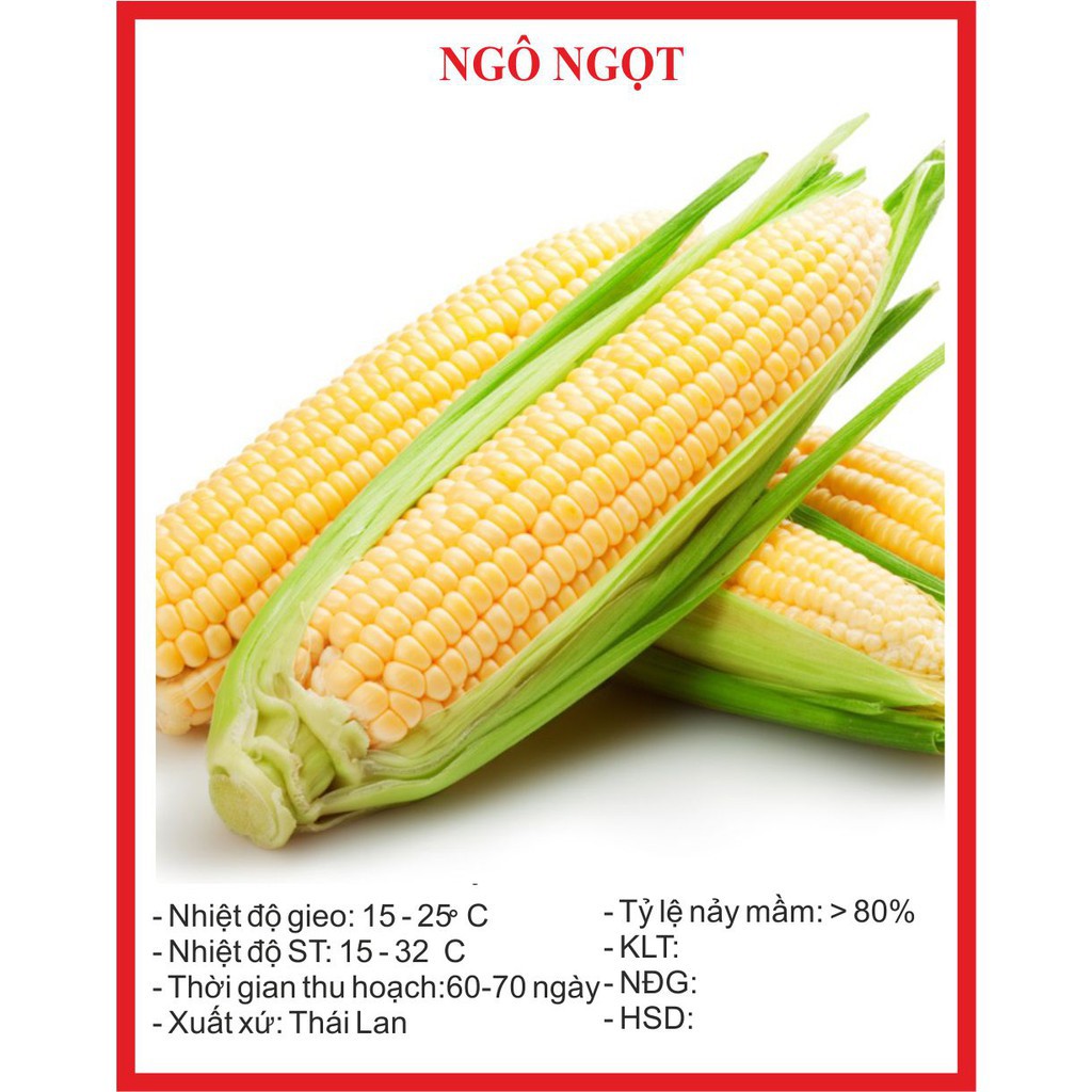 Hạt Giống Ngô Ngọt 15 Hạt