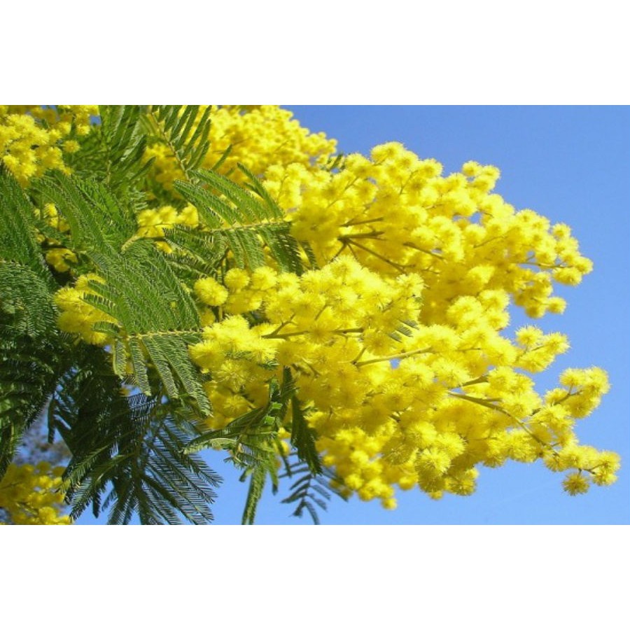 HẠT GIỐNG HOA MIMOSA