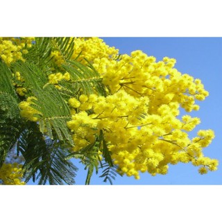 HẠT GIỐNG HOA MIMOSA