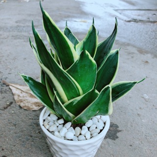 Chậu lưỡi hổ thái búp sen