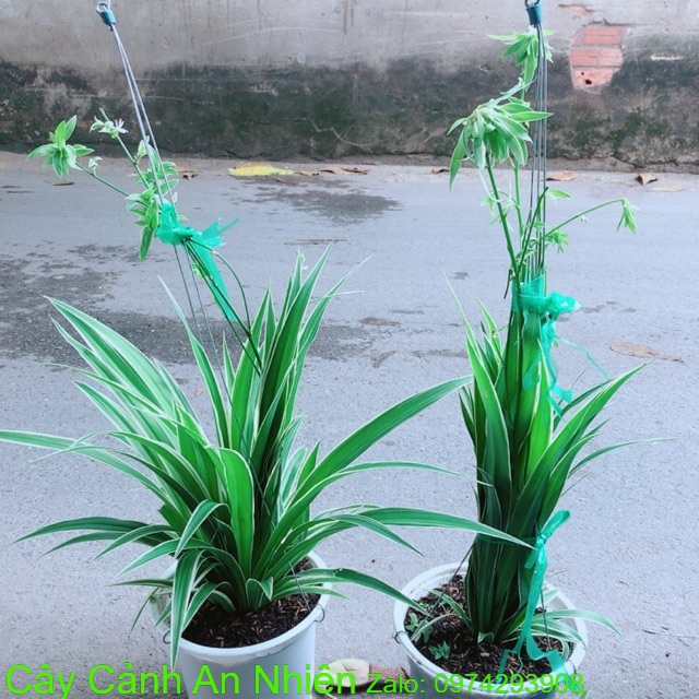 Cặp Cây Dây Nhện