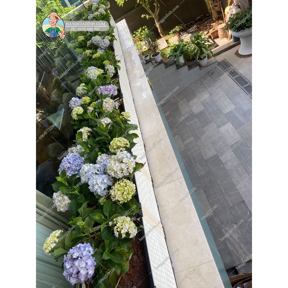 Chậu trồng hoa giấy cao 56cm mẫu đài loan cao cấp ĐL45x45x40cm