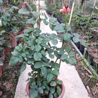 Combo 2 chậu hoa hồng ngoại